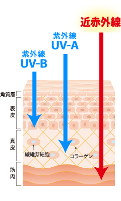 近赤外線は筋肉まで・紫外線UV-Aは真皮まで・紫外線UV-Bは表皮まで到達します